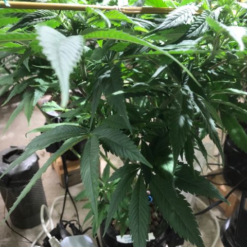 Limona growlog timeline photo