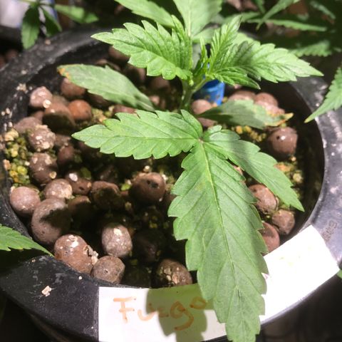 Fuego growlog timeline photo
