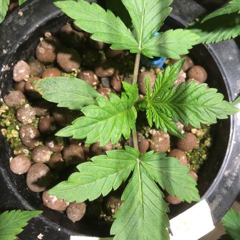 Fuego growlog timeline photo