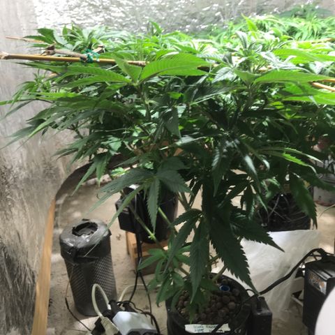 Limona growlog timeline photo