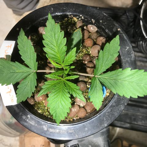 Fuego growlog timeline photo