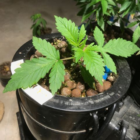 Fuego growlog timeline photo