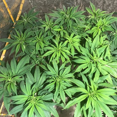 Limona growlog timeline photo
