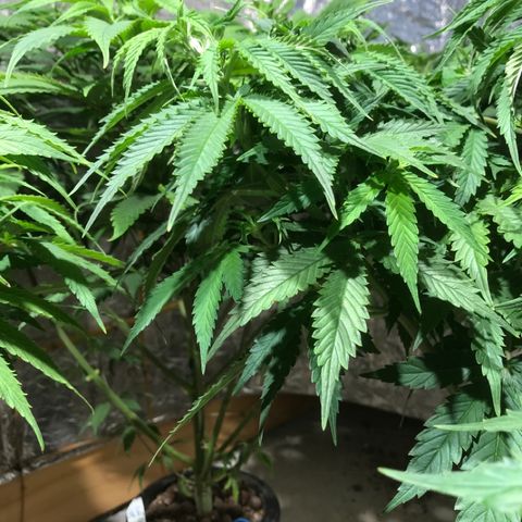 Limona growlog timeline photo