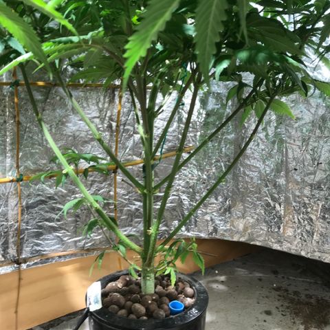 Limona growlog timeline photo