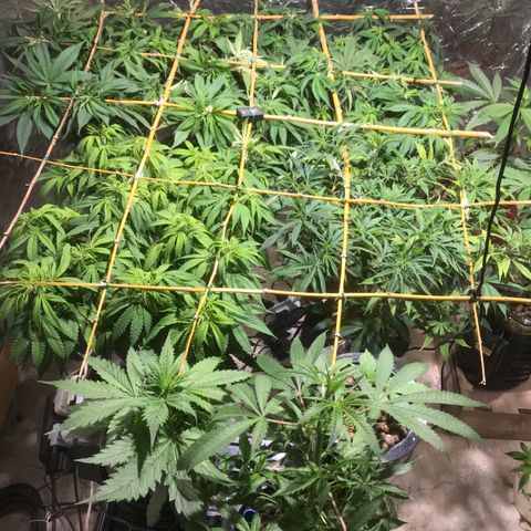 Limona growlog timeline photo