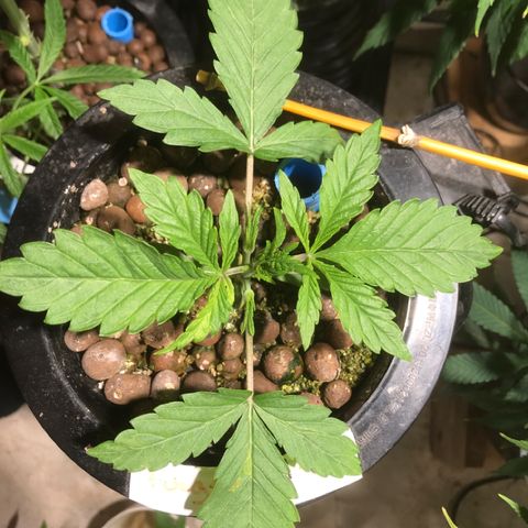 Fuego growlog timeline photo