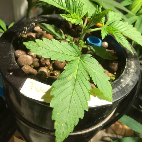 Fuego growlog timeline photo