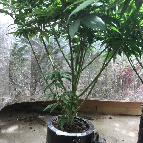 Limona growlog timeline photo