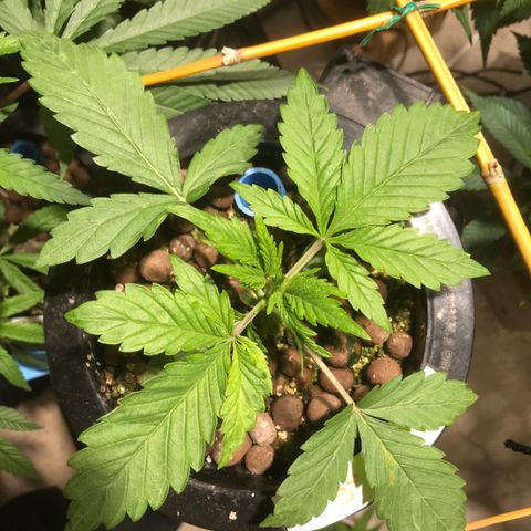 Fuego growlog timeline photo
