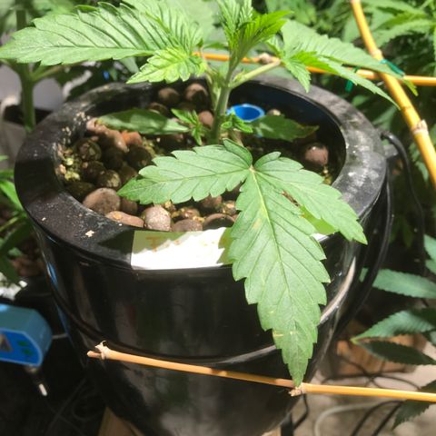 Fuego growlog timeline photo