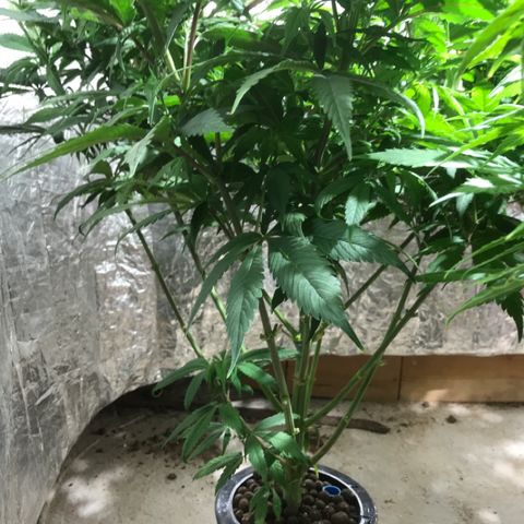 Limona growlog timeline photo
