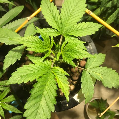 Fuego growlog timeline photo