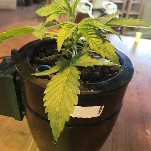 Fuego growlog timeline photo