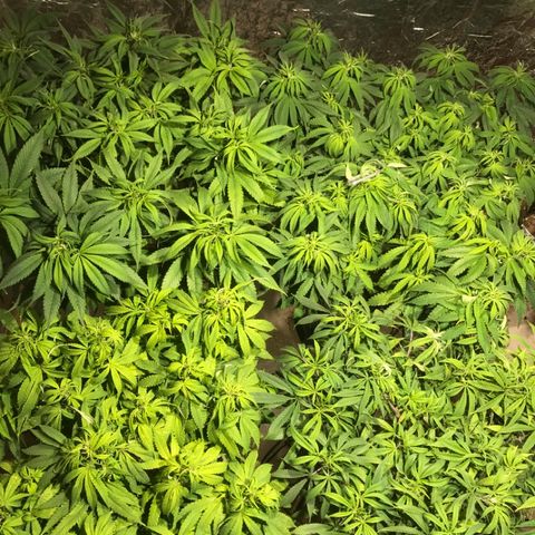 Limona growlog timeline photo