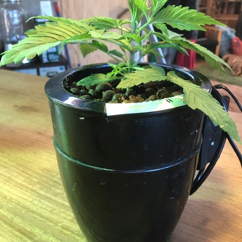 Fuego growlog timeline photo