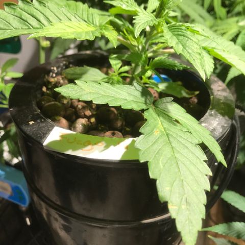 Fuego growlog timeline photo