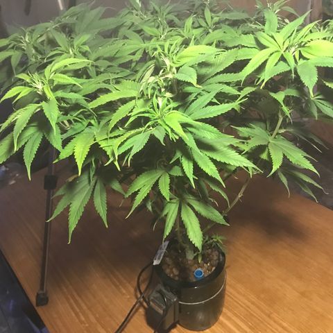 Limona growlog timeline photo
