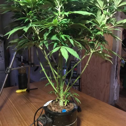 Limona growlog timeline photo