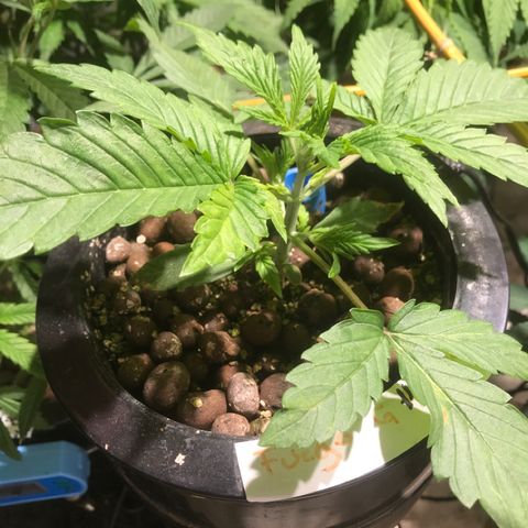 Fuego growlog timeline photo