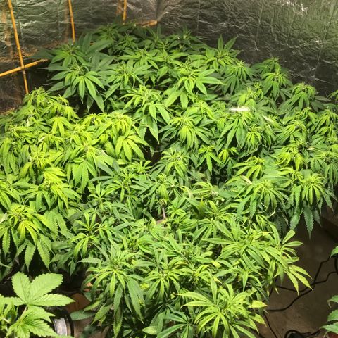 Limona growlog timeline photo