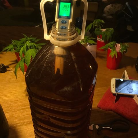 Limona growlog timeline photo