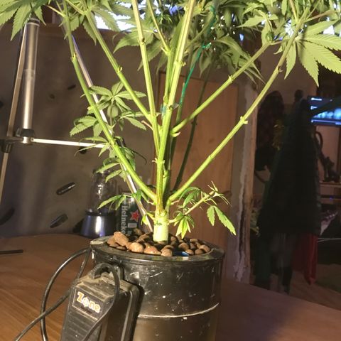 Limona growlog timeline photo