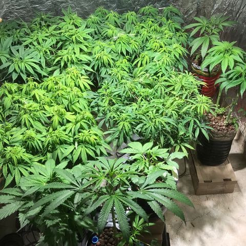 Limona growlog timeline photo