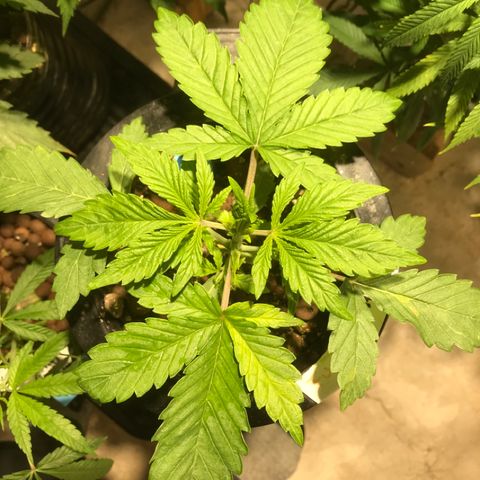 Fuego growlog timeline photo
