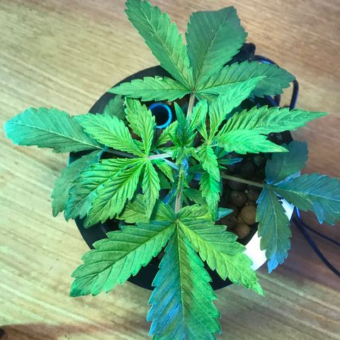 Fuego growlog timeline photo