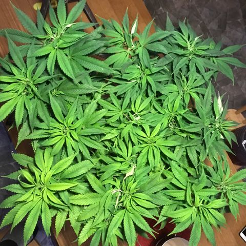 Limona growlog timeline photo