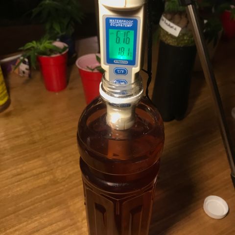 Limona growlog timeline photo