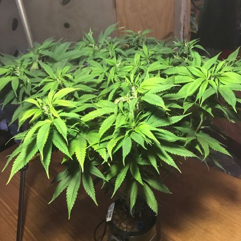 Limona growlog timeline photo