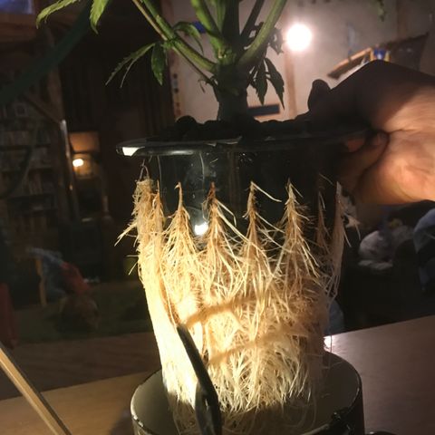 Limona growlog timeline photo