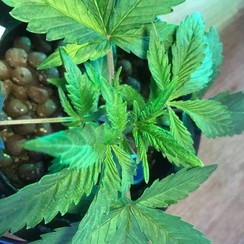 Fuego growlog timeline photo