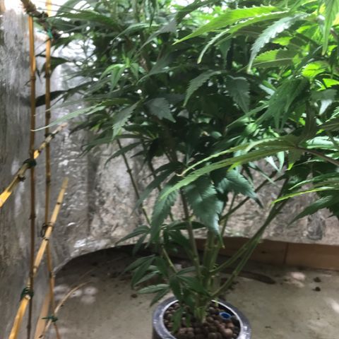 Limona growlog timeline photo