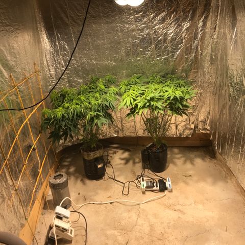 Limona growlog timeline photo