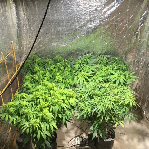 Limona growlog timeline photo