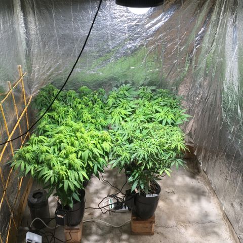 Limona growlog timeline photo