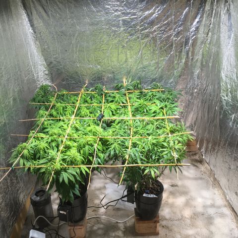 Limona growlog timeline photo