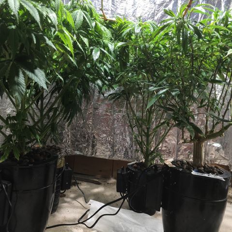 Limona growlog timeline photo