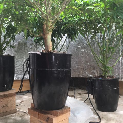 Limona growlog timeline photo