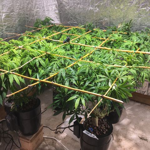 Limona growlog timeline photo