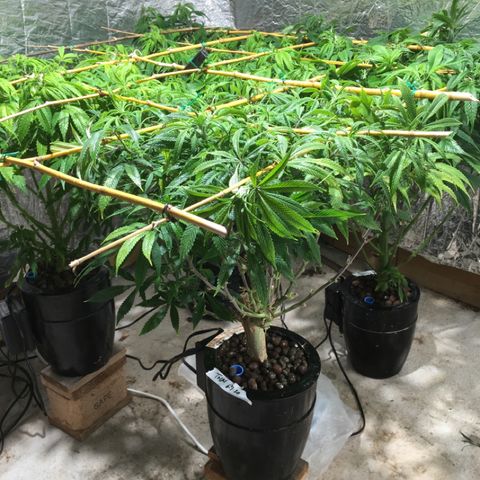 Limona growlog timeline photo