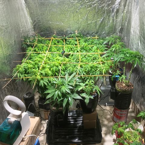 Limona growlog timeline photo