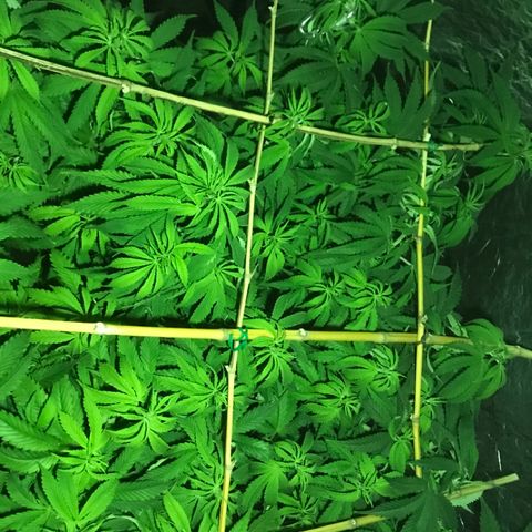 Limona growlog timeline photo