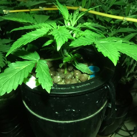 Fuego growlog timeline photo