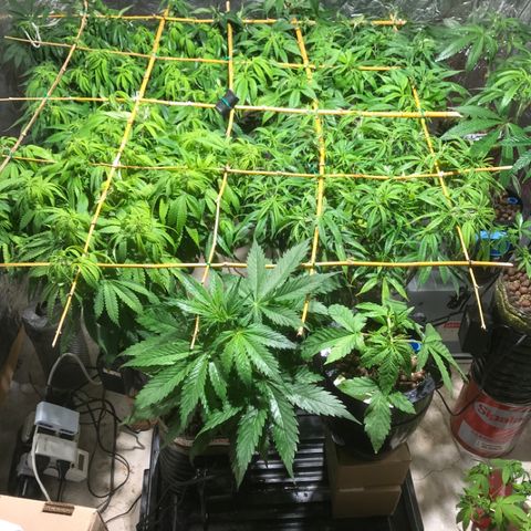Limona growlog timeline photo