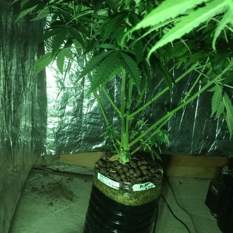 Limona growlog timeline photo
