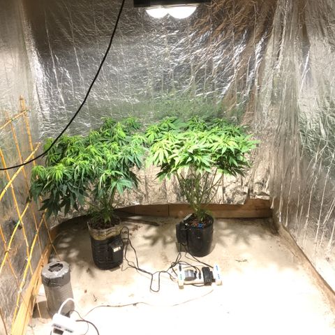 Limona growlog timeline photo